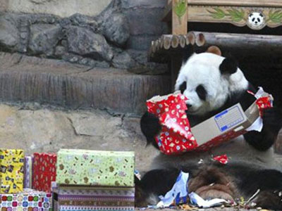 Όταν ένα panda ανοίγει τα δώρα που έφερε ο Αη Βασίλης